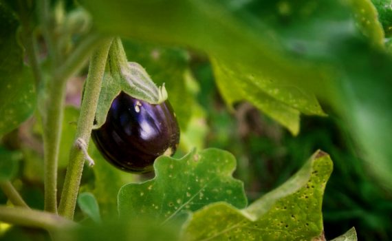 sofie dittmann product food photography