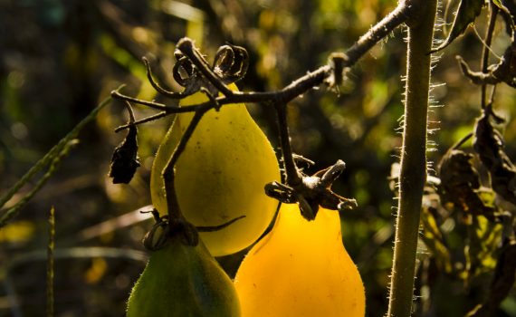 sofie dittmann product food photography