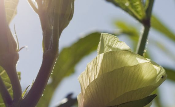 sofie dittmann product food photography