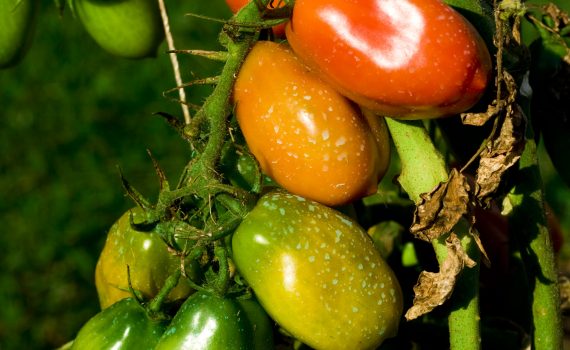 sofie dittmann product food photography