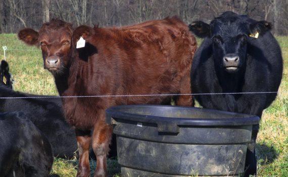 sofie dittmann product food photography