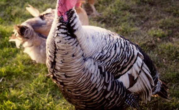 sofie dittmann product food photography