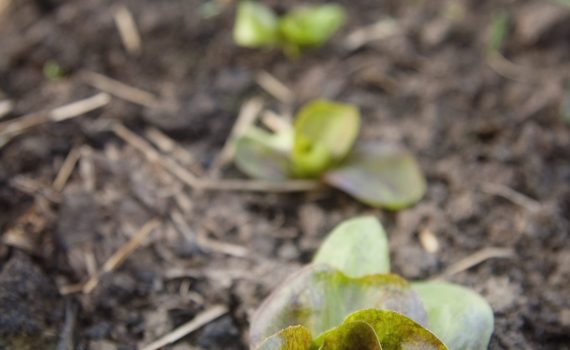 sofie dittmann product food photography